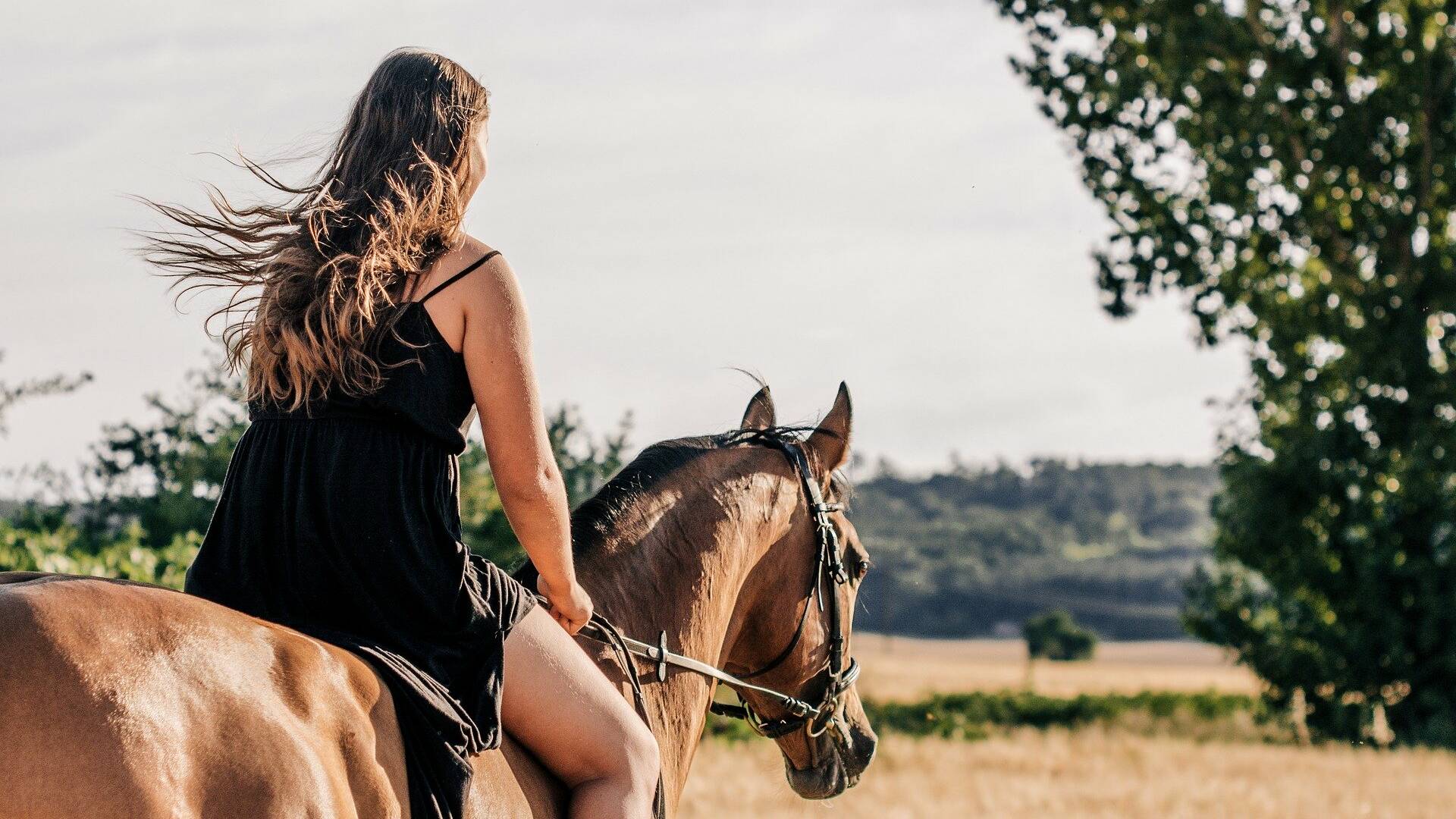 Cheval, Équitation